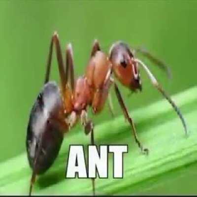 ANT (ANT[ANT])