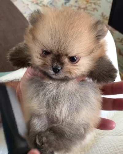 Angry little Pomeranian