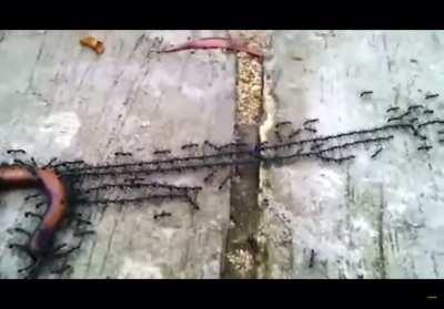 Ants in a rope formation pulling a worm