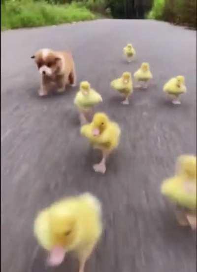 Ducky puppy love