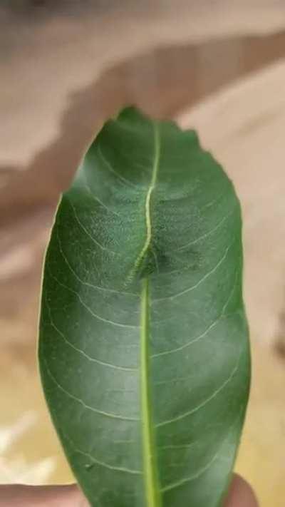 Euthalia aconthea aka baron caterpillar