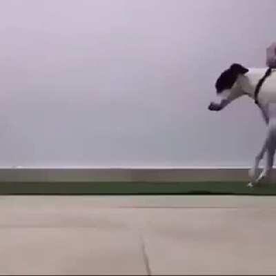 This doggo learning, fast as hek, to walk again!