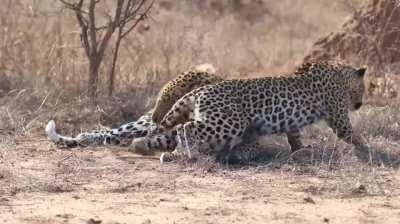 Female leopard wakes up male for attention