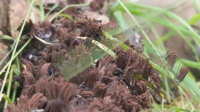 Chocolate tube slime, Stemonitis sp.