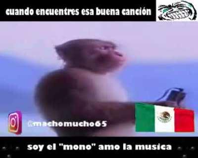 Mexico monkey