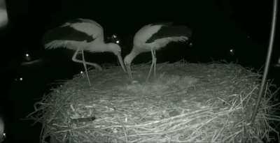 A stork couple celebrating their first egg.