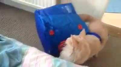 My cat was being cute in a bag, but then sh*t got real...