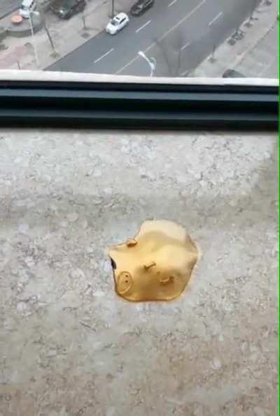 Pig turns into a liquid