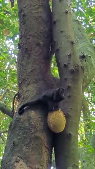 Mico comendo jaca. Floresta da Tijuca