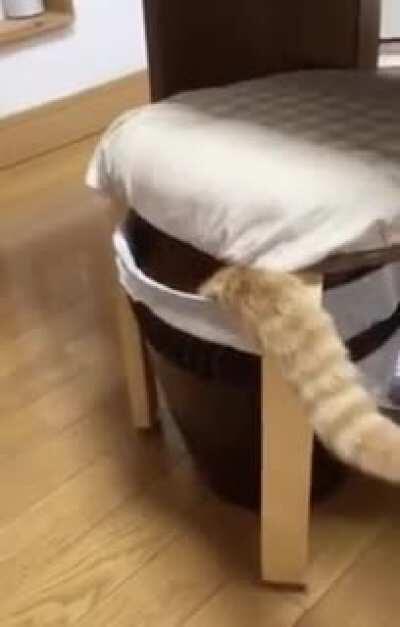 A cat that hides its tail with its own paw