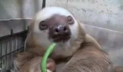 Thinking about Green Bean Sloth