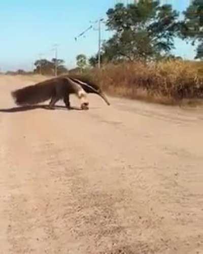 🔥 anteater crossing the road 🔥