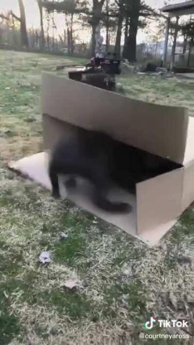 Just a kid and his dog enjoying a box