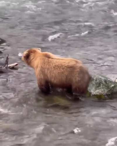 🔥Bears often use rocks or trees as part of their grooming routine to remove loose fur, dislodge parasites, or relieve itches caused by insect bites