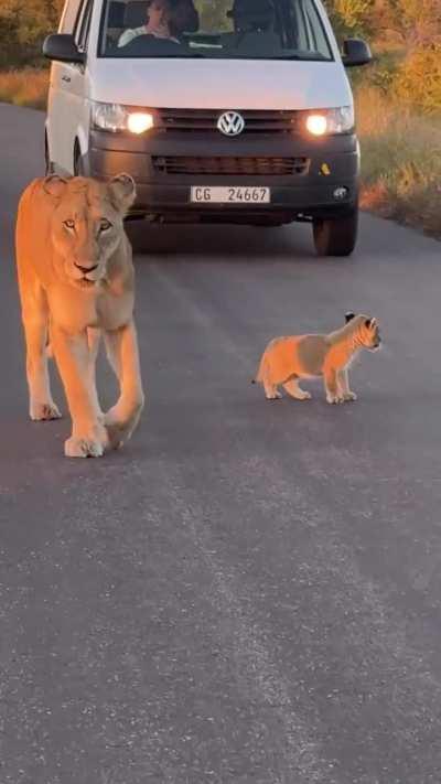 Mom and her tiny cub cause a wildlife traffic jam on the road