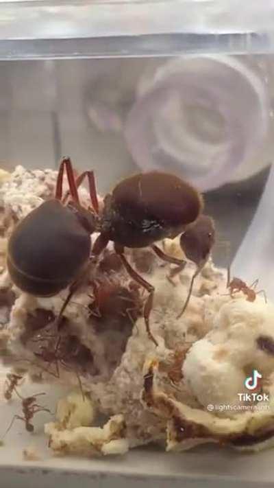 The Size Of This Queen Ant!