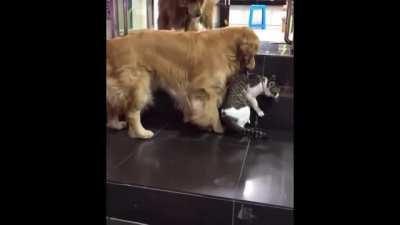 Dog drags cat out of fight