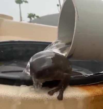 Happy froggo taking a bath