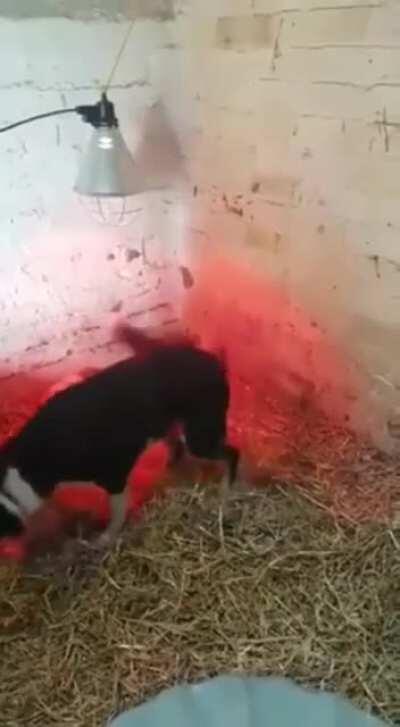 Doggo's big happy butt wiggles with new lambs