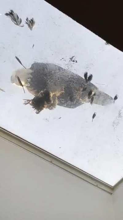 A Bald Eagle landing on my skylight and casually eating another bird