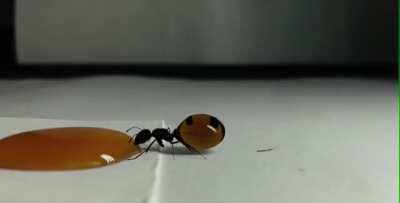 🔥 timelapse of a Honeypot ant drinking honey