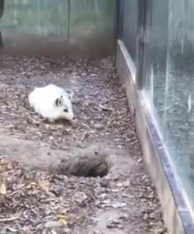 Snow Fox losing it when its friend does a vanishing act