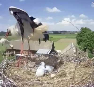 The stork aborts the smallest baby to increase the chance of survival for the rest.