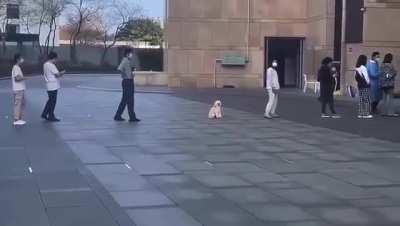 Polite dog queuing in line, maintaining safe distance.