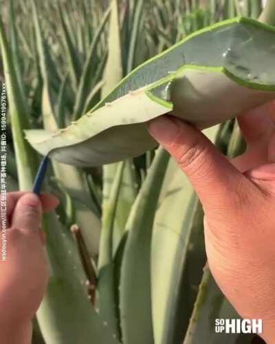 Cutting aloe Vera leaf