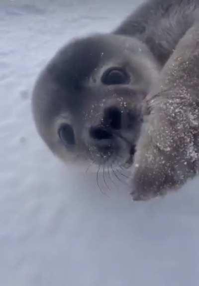 Seal pup being adorably curious