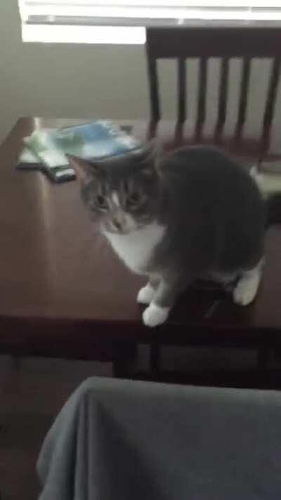 My aunts cat hates when she leaves so she guards her keys everyday. I told her to film it as proof and this is what she sent me.