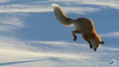 Fox diving into snow.