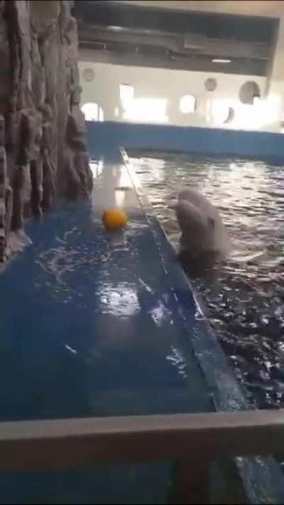 Beluga Whale Uses Hydro Blast to Retrieve Toy