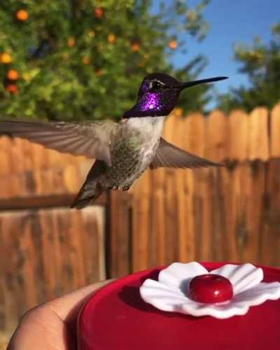 🔥 Hummingbird caught in slow motion.