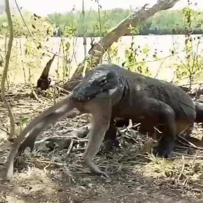 This massive Komodo dragon swallows a monkey whole