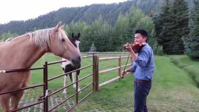 Horse loves violin