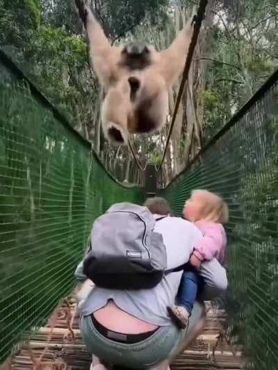 Gibbon swings over a family on a rope bridge, giving them an unforgettable life experience