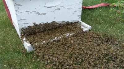 I caught this honeybee swarm a few weeks ago. I set the hive next to the bees and they walked in.