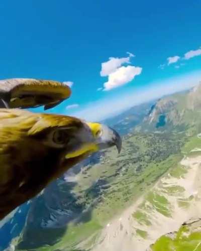 Eagle flying around the Alps