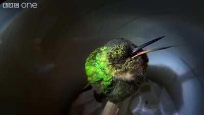 Just a Snoring Hummingbird