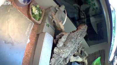 BeardedDragons