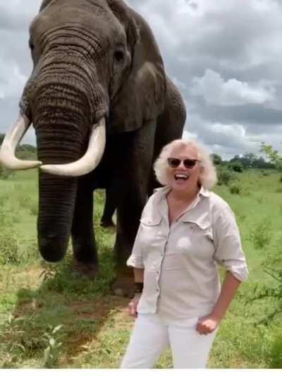 Elephant pretends to takes woman's hat, and then gives it back