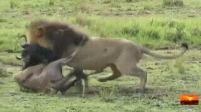 Lion dodges hit from a wildabeast and goes for the kill