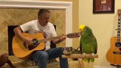 Brazilian parrot performing Led Zeppelin