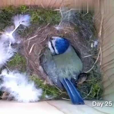 Bird Nesting and Egg Laying, From Start To Finish