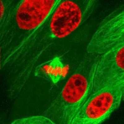 Mitosis - cellular division.