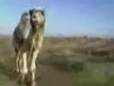 Funny camel video