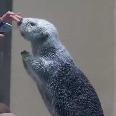 Checking a sea otter’s temperature