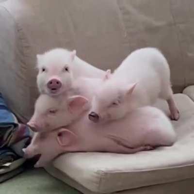 Pile of piggies