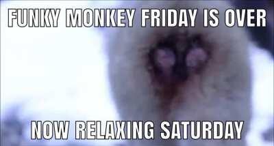 oohh ooohh monke need to relax to save hype for monky monday